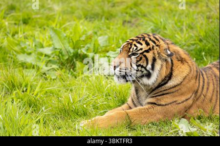 Primo piano di una tigre di Sumatra prigioniera, Panthera tigris sondaica, che poggia sull'erba verde Foto Stock