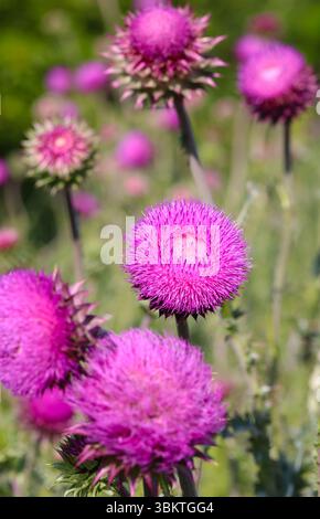 Cardo viola primo piano luce solare estiva api che volano erbe medicinali polline nettare curativo luminoso fiorito floreale campagna bea Foto Stock