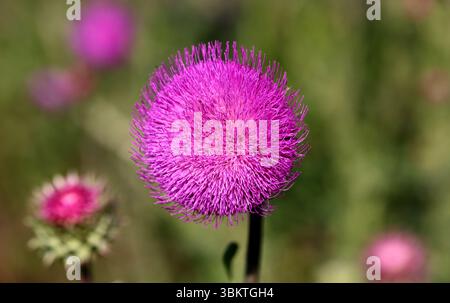 Cardo viola primo piano luce solare estiva api che volano erbe medicinali polline nettare curativo luminoso fiorito floreale campagna bea Foto Stock