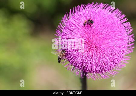 Cardo viola primo piano luce solare estiva api che volano erbe medicinali polline nettare curativo luminoso fiorito floreale campagna bea Foto Stock