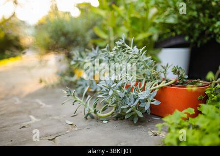 Una pianta Senecio radicans, nota anche come stringa di banane, sgorga con grazia da una pentola arancione luminosa in un angolo giardino illuminato dal sole, circondato da lussureggianti gr Foto Stock