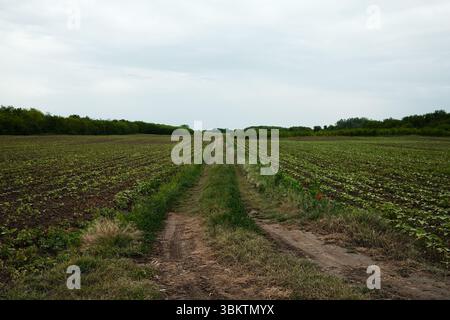 Strada sterrata che conduce attraverso verdi campi agricoli con piante giovani e boschi in lontananza. Tranquillo paesaggio di campagna. Paese della Serbia Foto Stock