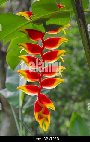 Vista ravvicinata del fiore verde giallo rosso retroilluminato del rostrato tropicale di heliconia, noto anche come artiglio di aragosta sospeso o falso uccello del paradiso isolato nel giardino Foto Stock