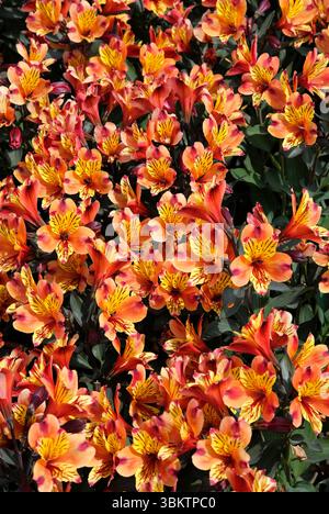 alstroemeria fiorita, estate indiana, fiori Foto Stock