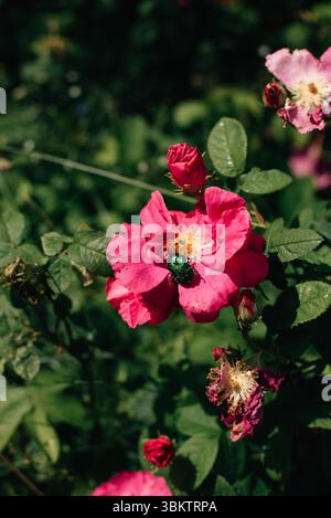 Rosa rosa e scarabeo verde sul fiore. Foto di alta qualità Foto Stock