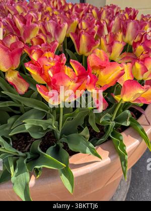 Tulipani ardenti in un vaso di terracotta - Primavera a Morges Foto Stock