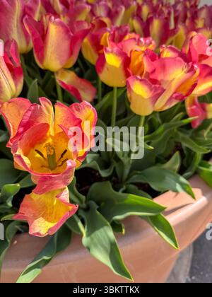 Tulipani ardenti in un vaso di terracotta - Primavera a Morges Foto Stock