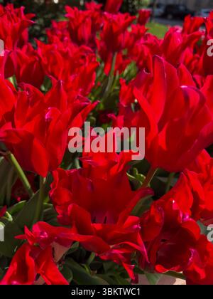Fiery Elegance: Tulipani rossi in pieno fiore Foto Stock