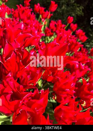 Fiery Elegance: Tulipani rossi in pieno fiore Foto Stock