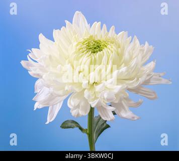 Primo piano di un solitario fiore bianco del crisantemo, fotografato su uno sfondo blu chiaro Foto Stock
