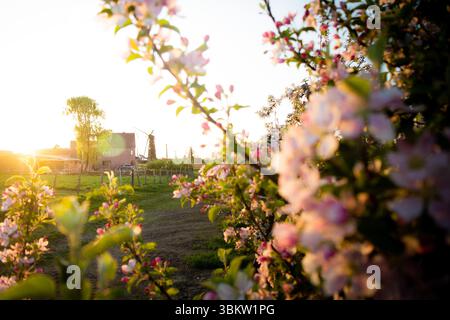 Un'incantevole vista di una fattoria tradizionale e di un lontano mulino a vento incorniciato da morbidi e sfocati fiori, bagnati dal caldo bagliore di un sole che tramonta. Foto Stock