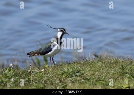 Kiebitz, Vanellus vanellus, lapwing, lapwing settentrionale, peewit, pewit, tuit, tew-it, green plover, peperoncino, le Vanneau huppé Foto Stock