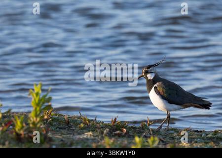 Kiebitz, Vanellus vanellus, lapwing, lapwing settentrionale, peewit, pewit, tuit, tew-it, green plover, peperoncino, le Vanneau huppé Foto Stock
