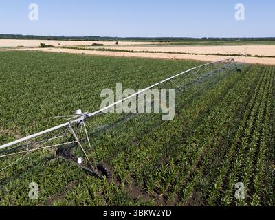 Veduta aerea del sistema di irrigazione a perno per irrigazione agricola su un campo di granturco Foto Stock