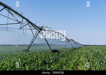 Sistema di irrigazione a perno agricolo su un campo di granturco Foto Stock