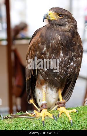 Vista di Harris Hawk (Parabuteo unicinctus) in cattività. Foto Stock