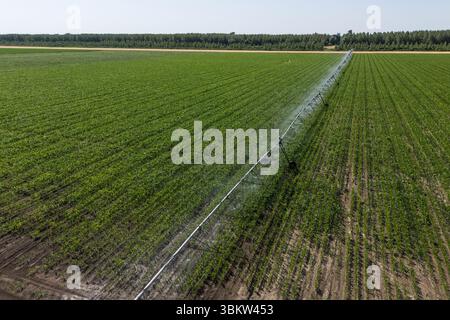 Veduta aerea del sistema di irrigazione a perno per irrigazione agricola su un campo di granturco Foto Stock
