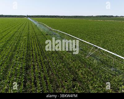 Veduta aerea del sistema di irrigazione a perno per irrigazione agricola su un campo di granturco Foto Stock