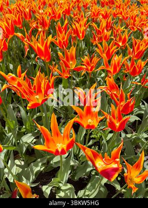 Tulipani di giglio in piena fiamma - Morges Spring Bloom Foto Stock