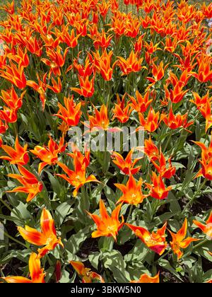 Tulipani di giglio in piena fiamma - Morges Spring Bloom Foto Stock