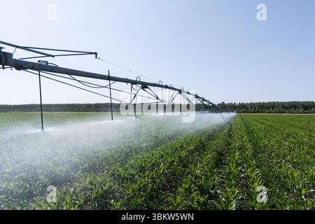 Sistema di irrigazione a perno agricolo su un campo di granturco Foto Stock