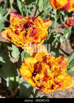 Tulipani tagliafuoco con frange nella gloria fiorita Foto Stock