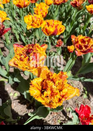 Tulipani tagliafuoco con frange nella gloria fiorita Foto Stock
