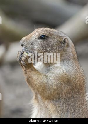 Ritratto di un cane della prateria. Animale in primo piano. Cynomys. Foto Stock