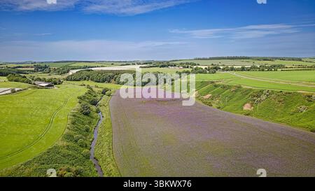 Campo di fiori di Phacelia tanacetifolia blu o viola di Tansy nell'Aberdeenshire in Scozia utilizzato come coltura di copertura o letame verde Foto Stock