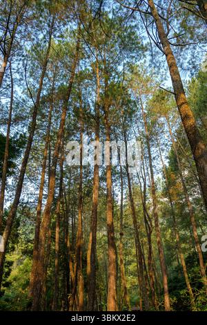 Alti alberi si ergono alti in una foresta illuminata dal sole, mostrando la bellezza della natura. Foto Stock