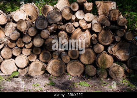 Una grande pila di tronchi di legna da ardere appena tagliati è ordinatamente impilata in una foresta dondolata dal sole, che rappresenta un paesaggio rurale e una risorsa naturale. la trama Foto Stock