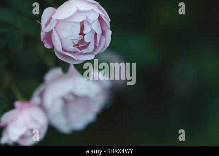 Rosa rosa in fiore illuminato dalla luce del sole con fogliame verde scuro sullo sfondo. Foto Stock