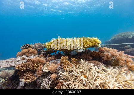 Una vista sott'acqua di una barriera corallina, che mostra vari tipi di formazioni coralline in diversi colori, con sopra acqua blu cristallina. Foto Stock