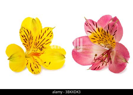 I fiori dell'Alstroemeria giallo brillante e rosa mostrano motivi intricati e colori vivaci su uno sfondo pulito, evidenziandone la bellezza. Foto Stock