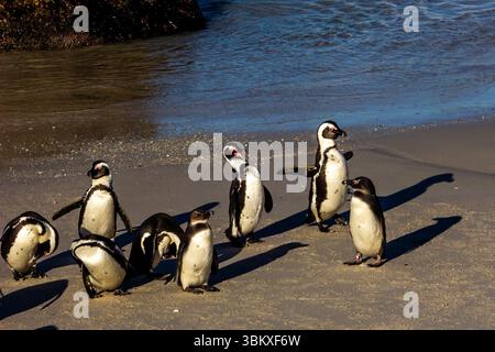 Pinguini africani sulla spiaggia della colonia di riproduzione di Boulders Beach a Simon's Town in Sudafrica Foto Stock