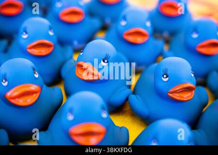 Primo piano di anatre di gomma blu disposte in uno spettacolo allegro e colorato, divertente, accattivante e pieno di personalità. Foto Stock