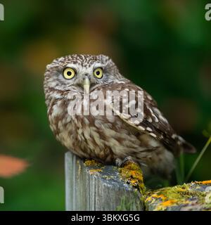 Gufo piccolo (Athene noctua) Foto Stock
