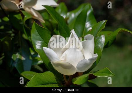 Magnolia grandiflora, Magnolia Bianca a Brescia, Lombardia, Italia Foto Stock