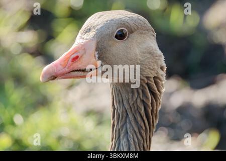 Colpo alla testa di un'oca Greylag (Anser anser) nell'Olanda meridionale, Paesi Bassi, catturato durante la primavera del 2025 alla luce naturale Foto Stock