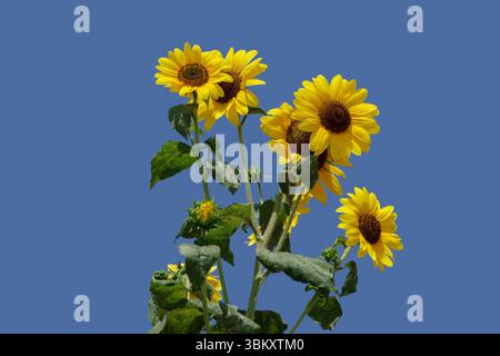 Sei teste di girasole in piena fioritura contro un cielo azzurro brillante Foto Stock