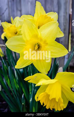 Primo piano di un gruppo di narcisi gialli in un giardino sul retro, Foto Stock