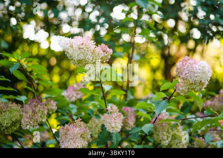 Teneri fiori rosa di ortensia arborescenti, retroilluminati dal basso sole serale in estate. Hortensia fiorita nel giardino estivo. Bellezza nella natura. Foto Stock