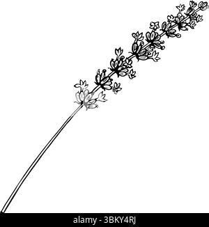 Fiore di lavanda. Vettore in bianco e nero, illustrazione grafica disegnata a mano. Un elemento di design per imballaggi, cartoline ed etichette. Per banner, volantini Illustrazione Vettoriale