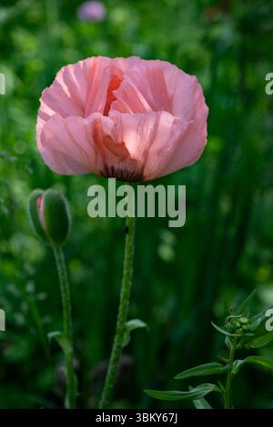 Papavero orientale, papavero orientale, pianta a fiore perenne, giardino di cottage di campagna, presto, Summer, Brownsburg-Chatham, Quebec, Canada, Laurentian, zo Foto Stock