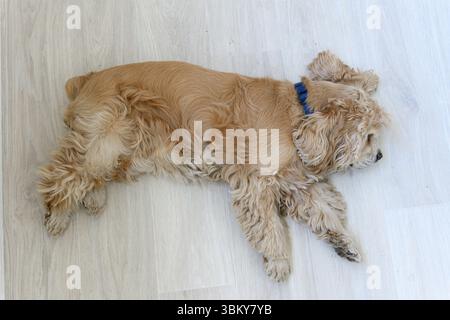 Vista dall'alto di un soffice cane marrone chiaro disteso su un pavimento di legno chiaro, rivolto verso destra, con colletto blu, postura rilassata, nessuno. Foto Stock