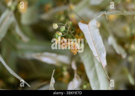 Primo piano di fiori di tiglio essiccati e foglie verdi pallide utilizzate per il tè alle erbe, mostrando texture e dettagli delicati. Foto Stock