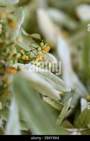 Primo piano di fiori di tiglio essiccati e foglie verdi pallide utilizzate per il tè alle erbe, mostrando texture e dettagli delicati. Foto Stock