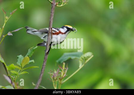 Parula maschile con fianchi di castagno in una mattina di giugno nel Wisconsin settentrionale. Foto Stock
