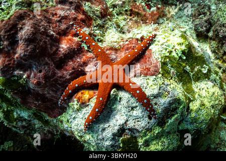 Una vibrante stella marina arancione, adornata con macchie bianche, si aggrappano a una formazione rocciosa strutturata ricoperta di alghe e altre specie marine, che mostra la bellezza degli ecosistemi sottomarini. Foto Stock