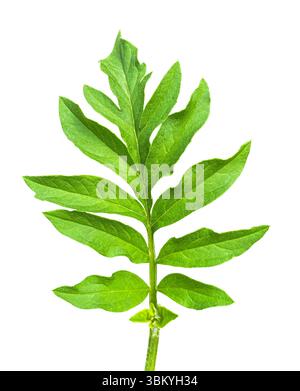 Una vivace foglia verde Centaurea dealbata (Fiordaliso persiano) con un percorso di ritaglio. Elemento floreale per biglietti, inviti, poster. Foto Stock